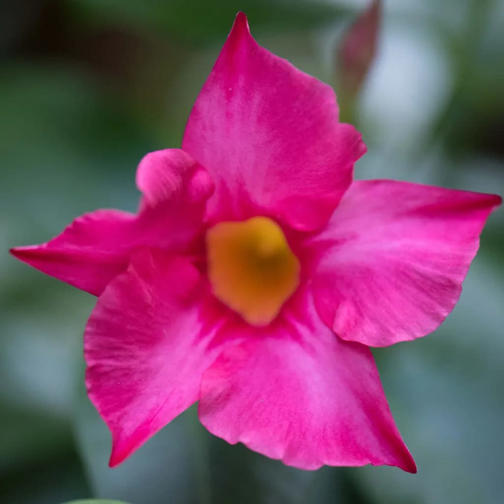 Nature's Beauty: Pink Trumpet Blossom Wall Art