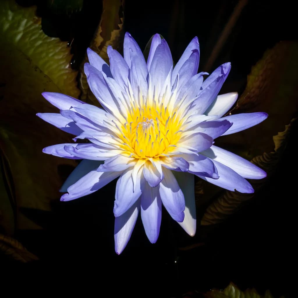 Serenity in Bloom Blue Water Lily