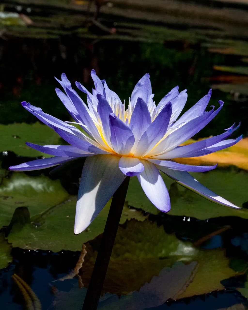 A Dance of Colors: The Blue Water Lily in Nature's Embrace 