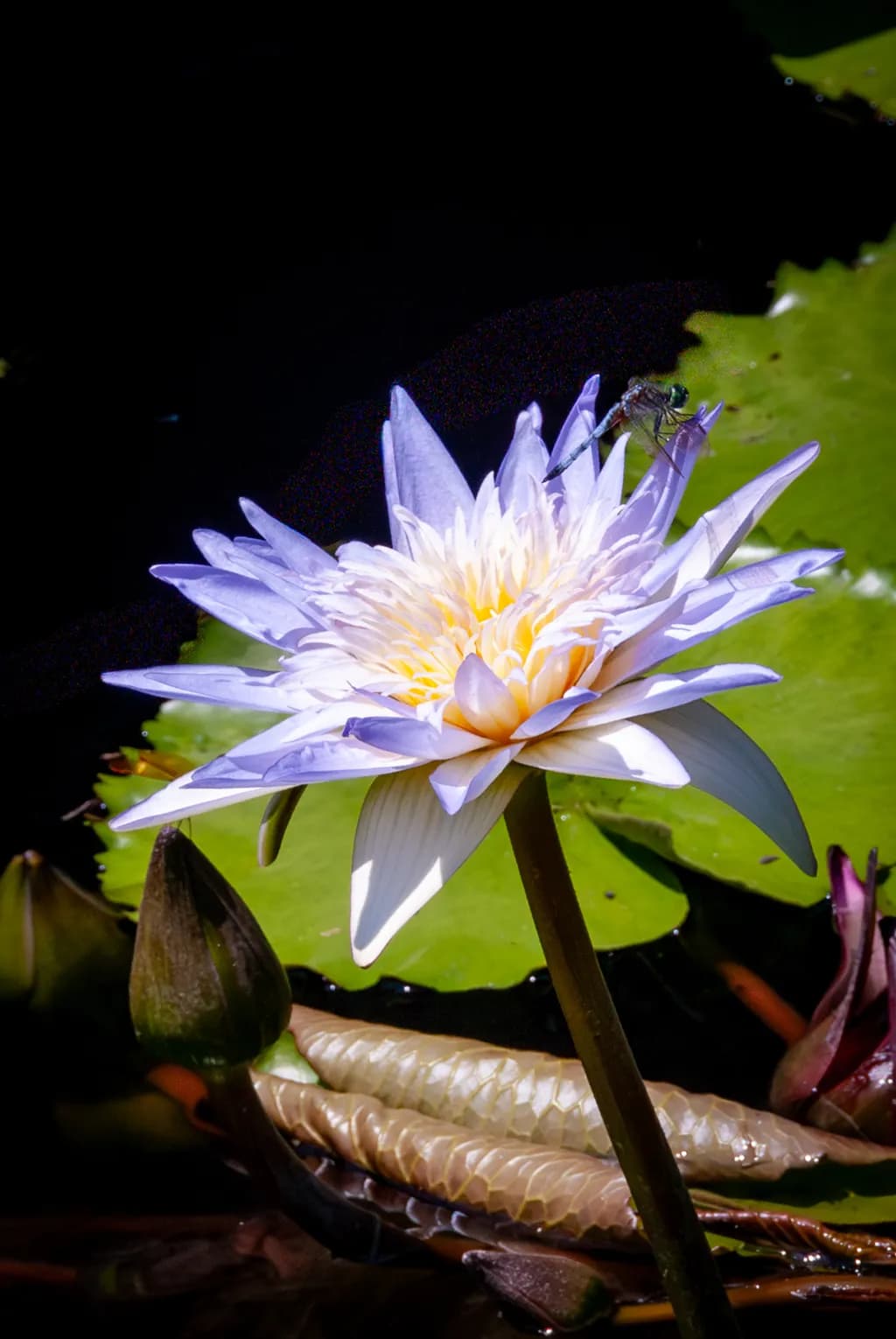 Water Lily Elegance