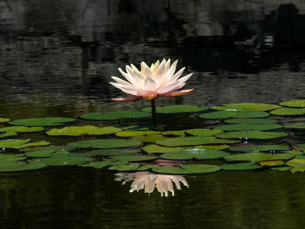 Water Lily Reflection Photography Perfect for Wall Art