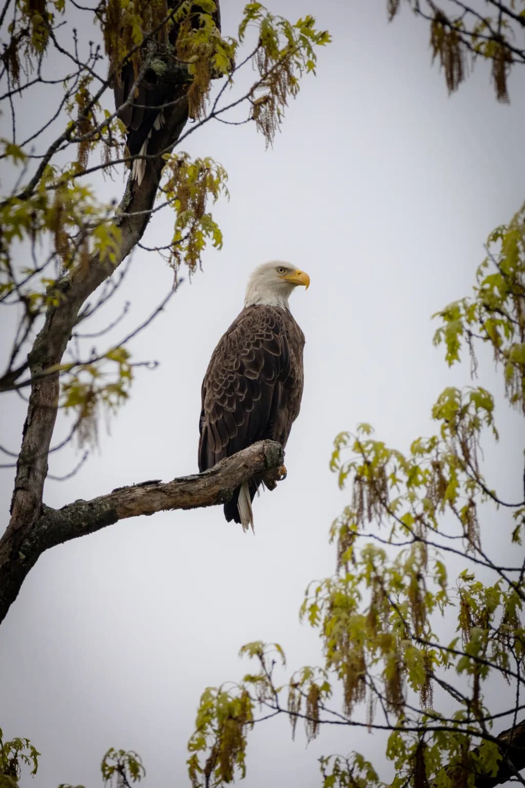 Majestic Perch