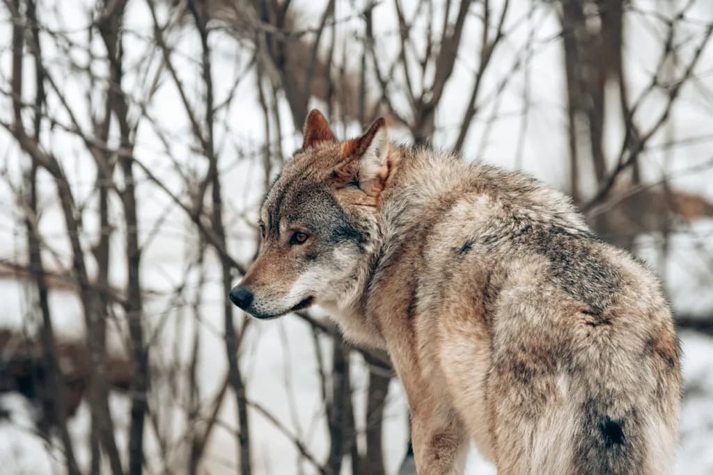 Silent Watcher