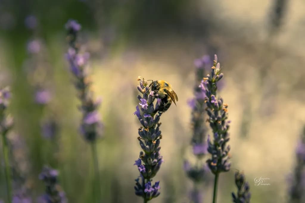 Lavender Buzz