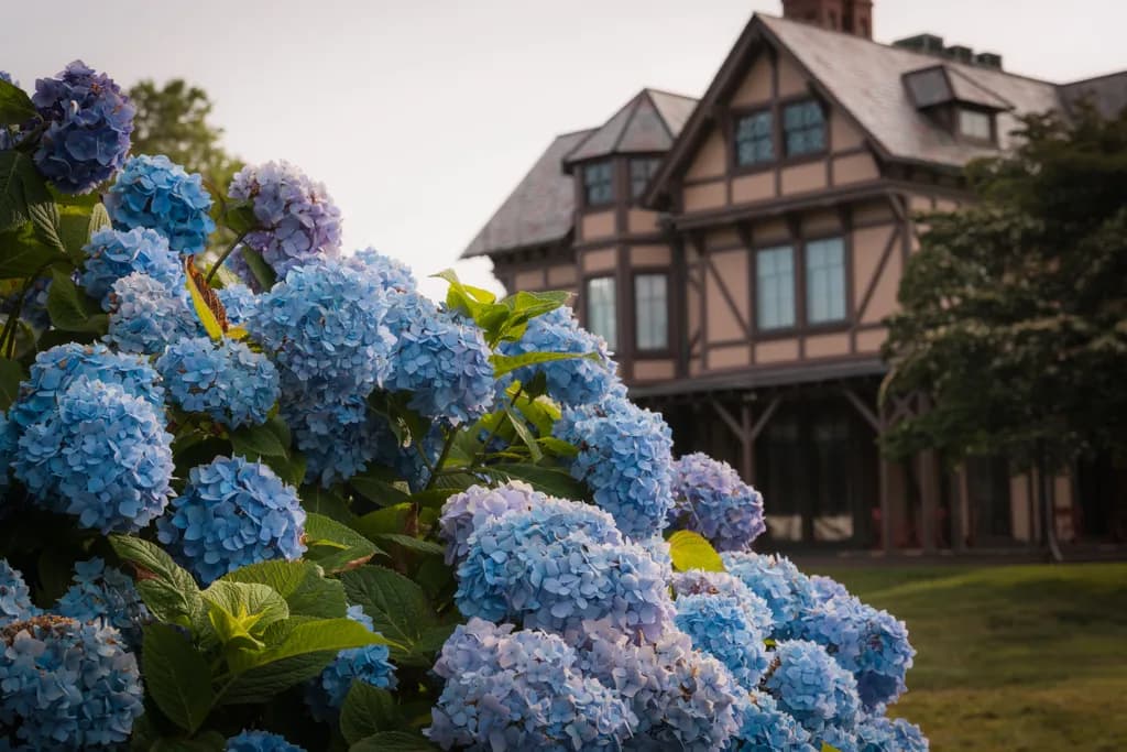 Hydrangea Haven