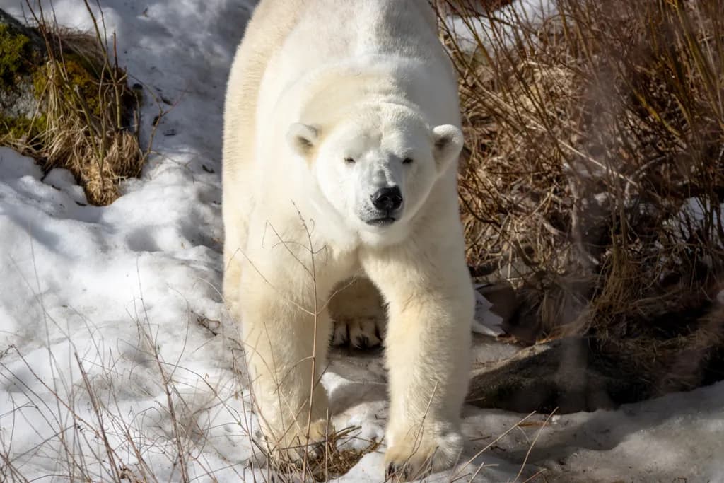 Polar Presence