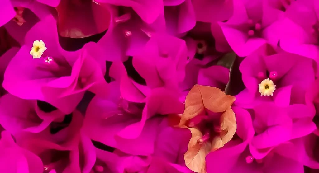 Vibrant Bougainvillea Bliss: A Floral Symphony in Fuchsia and Gold
