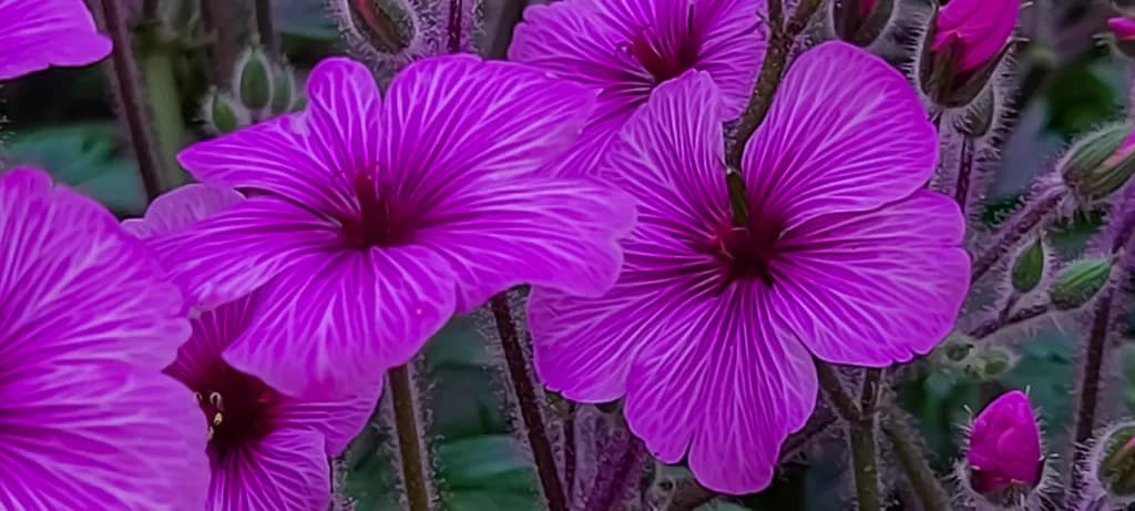 Vibrant Petals: A Dance of Purple Blooms in Nature's Embrace