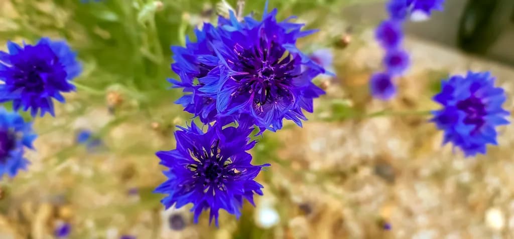 Vibrant Blue Blossoms: A Macro Exploration of Nature's Beauty