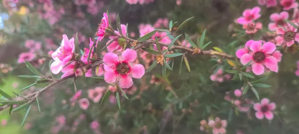 Whispers of Spring: A Vibrant Dance of Pink Blossoms and Greenery