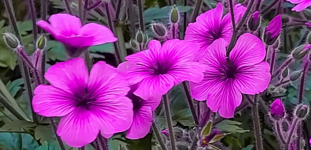 Vibrant Blossoms: A Dance of Pink Petals in Nature's Embrace