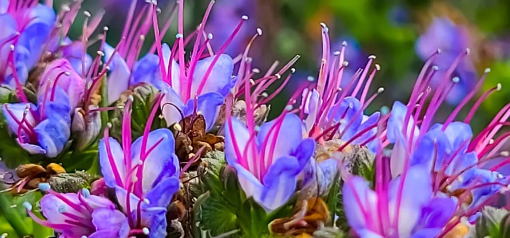 Whispers of Nature: A Vibrant Dance of Purple and Pink Blossoms in Bloom