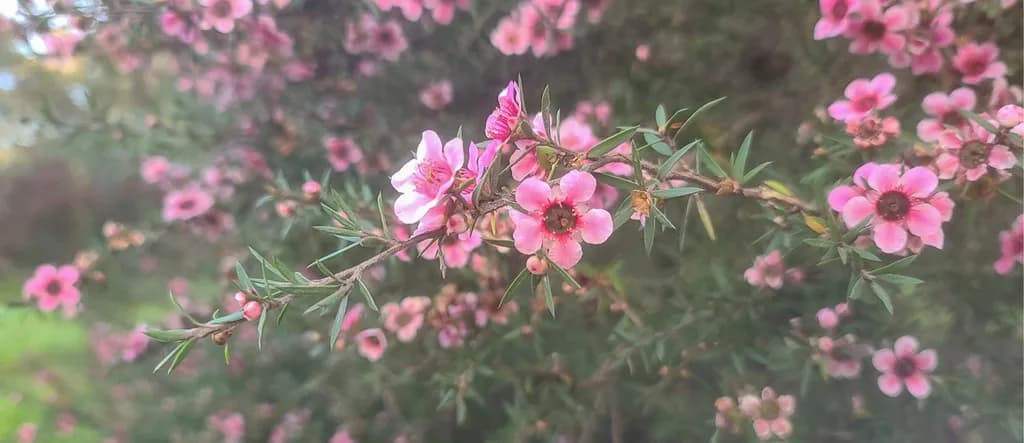 Whispers of Spring: A Delicate Dance of Pink Blossoms in Nature's Embrace