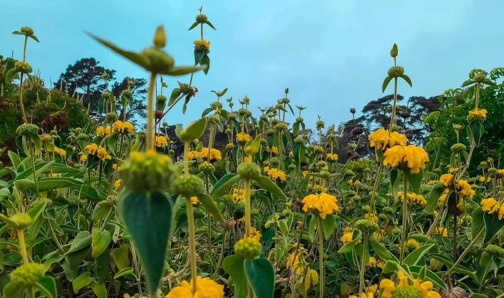 Golden Blooms: A Serene Dance of Nature's Beauty in a Lush Landscape
