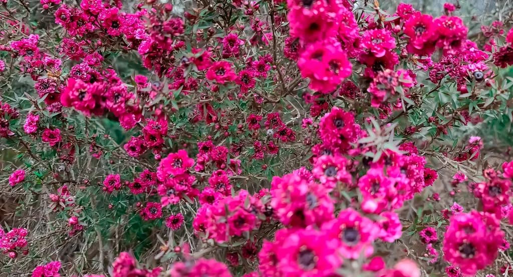 Vibrant Blossoms: A Symphony of Pink Petals in Nature's Embrace