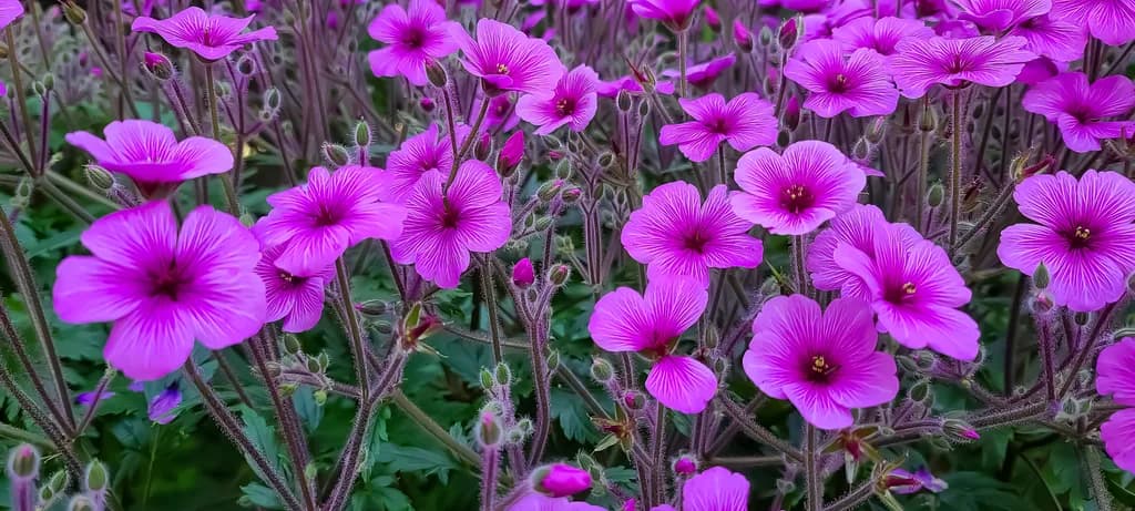 Whispers of Spring: A Vibrant Symphony of Pink Blooms in Nature's Embrace