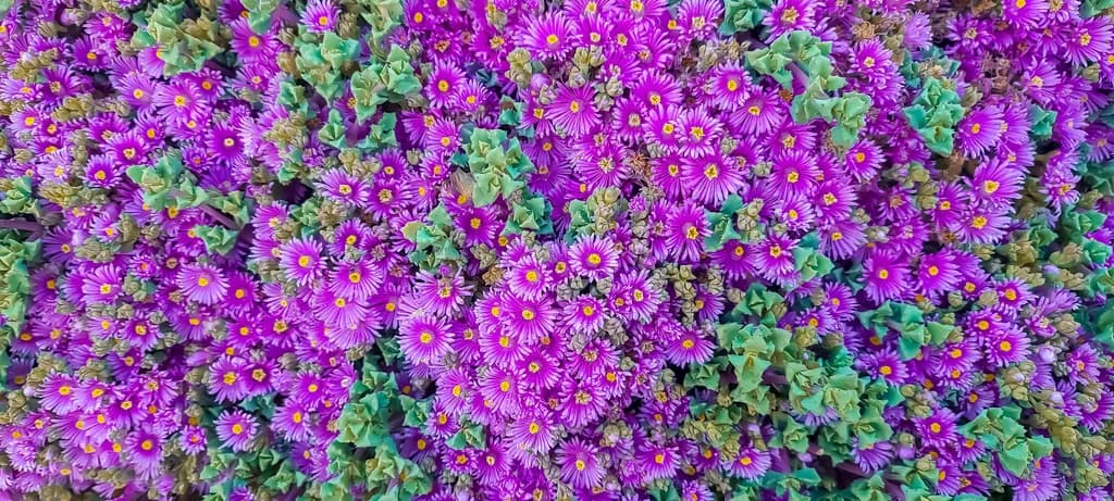 Vibrant Symphony: A Tapestry of Purple Blossoms in Bloom