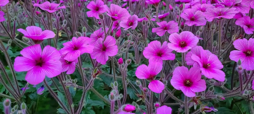 Vibrant Blossoms: A Symphony of Pink Petals in Nature's Embrace