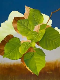 Evolving Leaves