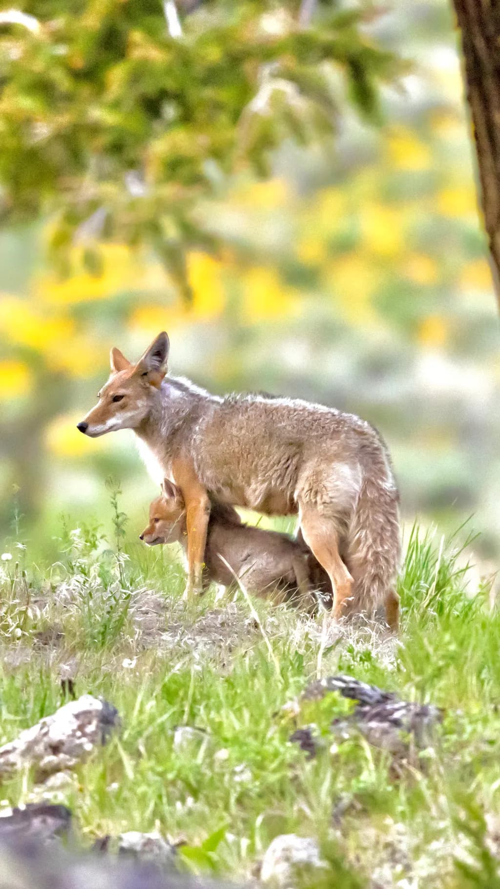 Whispers of the Wild: A Coyote Mother and Her Pup in Nature's Embrace