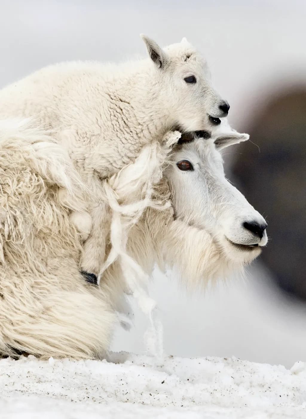 Gentle Embrace: A Mother and Child in the Snowy Wilderness