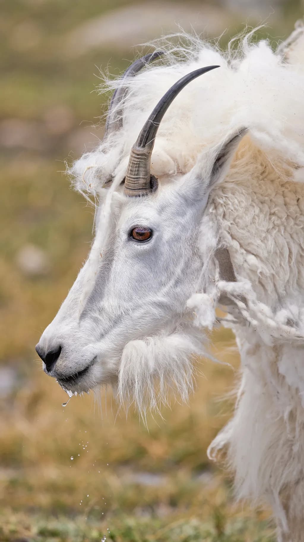 Majestic Mountain Goat: A Portrait of Nature's Resilience