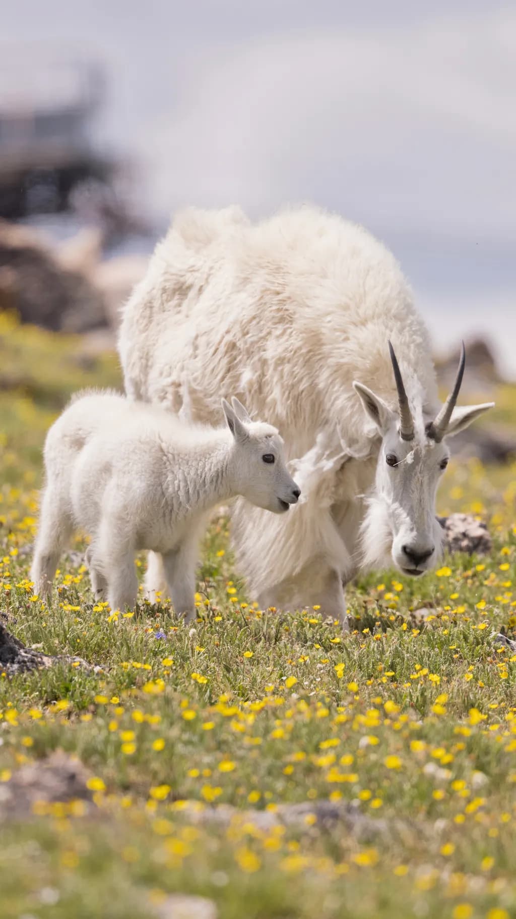 Gentle Companions: A Mountain Goat and Kid Amidst Wildflowers