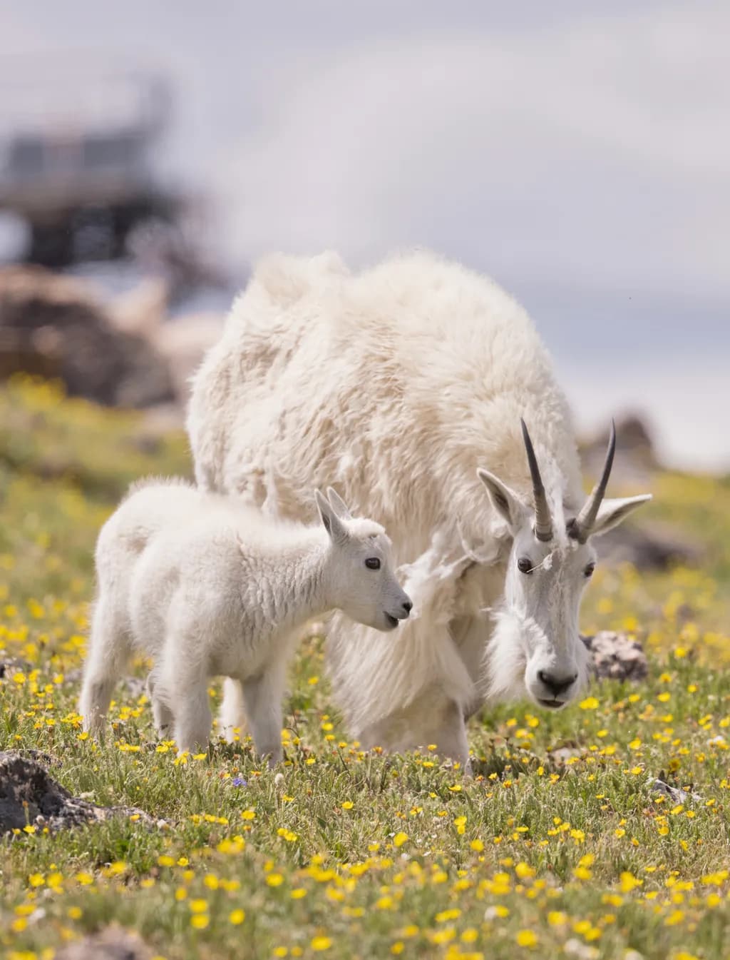 Gentle Companions: A Mother Goat and Her Kid Amidst a Floral Meadow