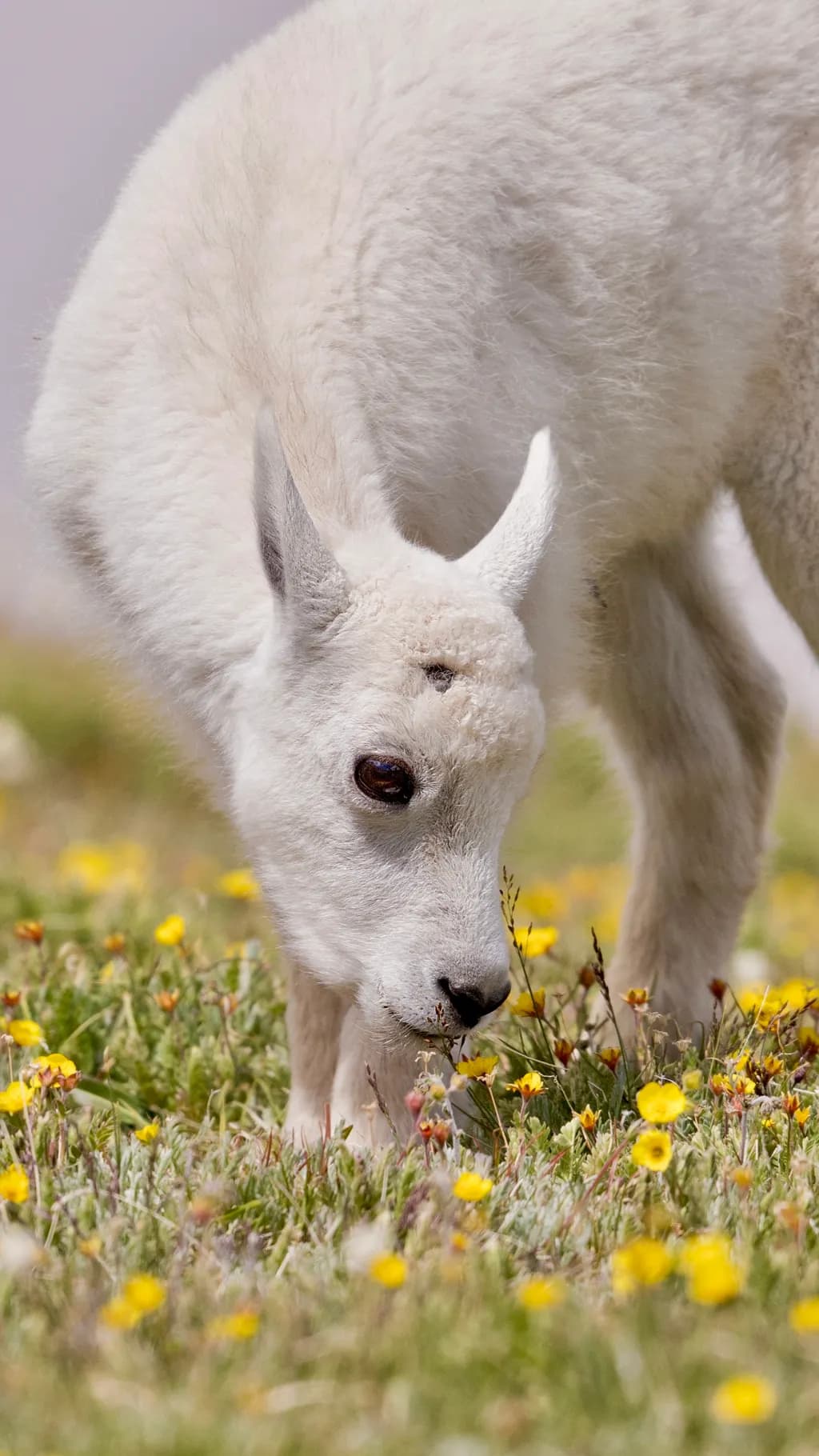 Gentle Grazing: A White Goat Amidst Vibrant Mountain Flowers