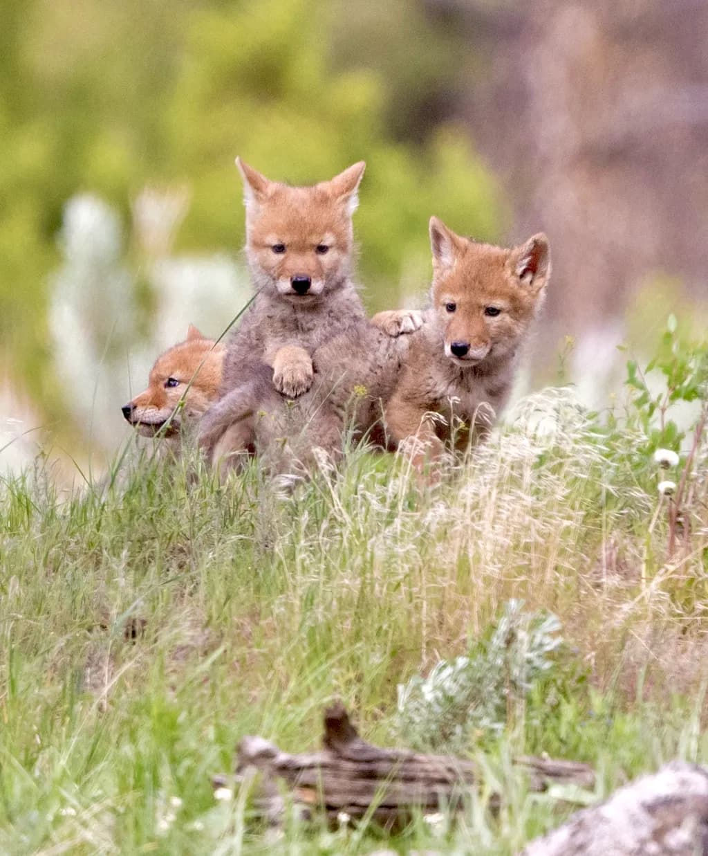 Whimsical Whispers: Playful Coyote Pups in Nature's Embrace
