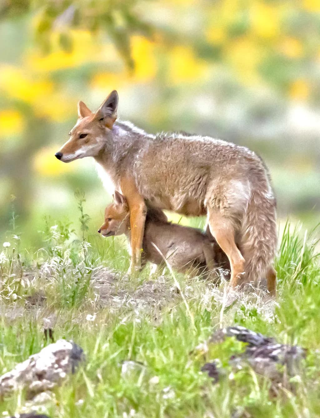Whispers of the Wild: A Mother’s Embrace in Nature's Heart