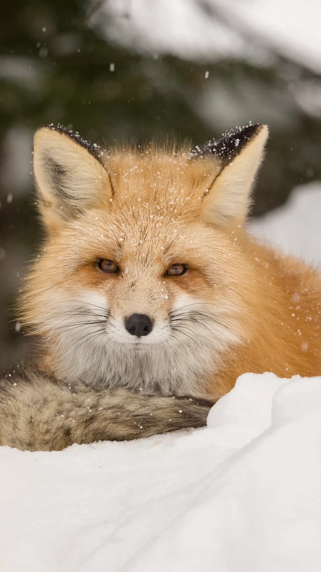 Whispers of Winter: A Majestic Red Fox in the Snow