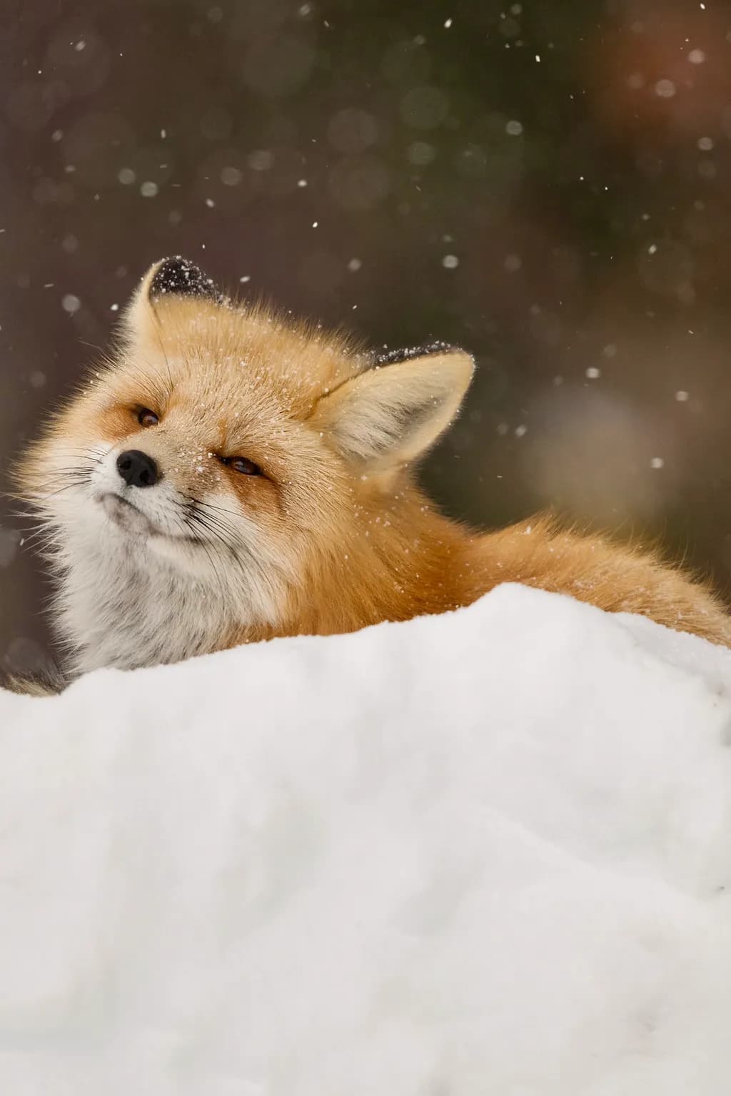 Whispers of Winter: A Serene Fox Amidst the Snowfall