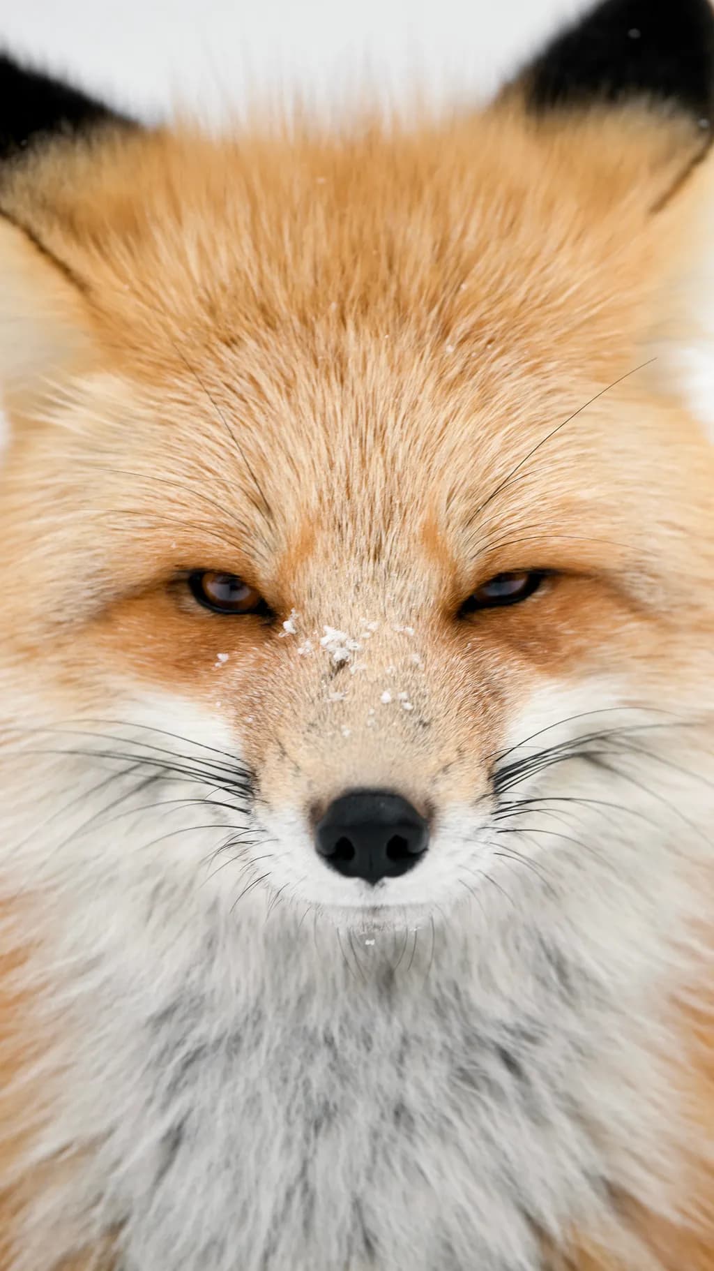 Whispers of Winter: The Majestic Fox in Nature's Embrace