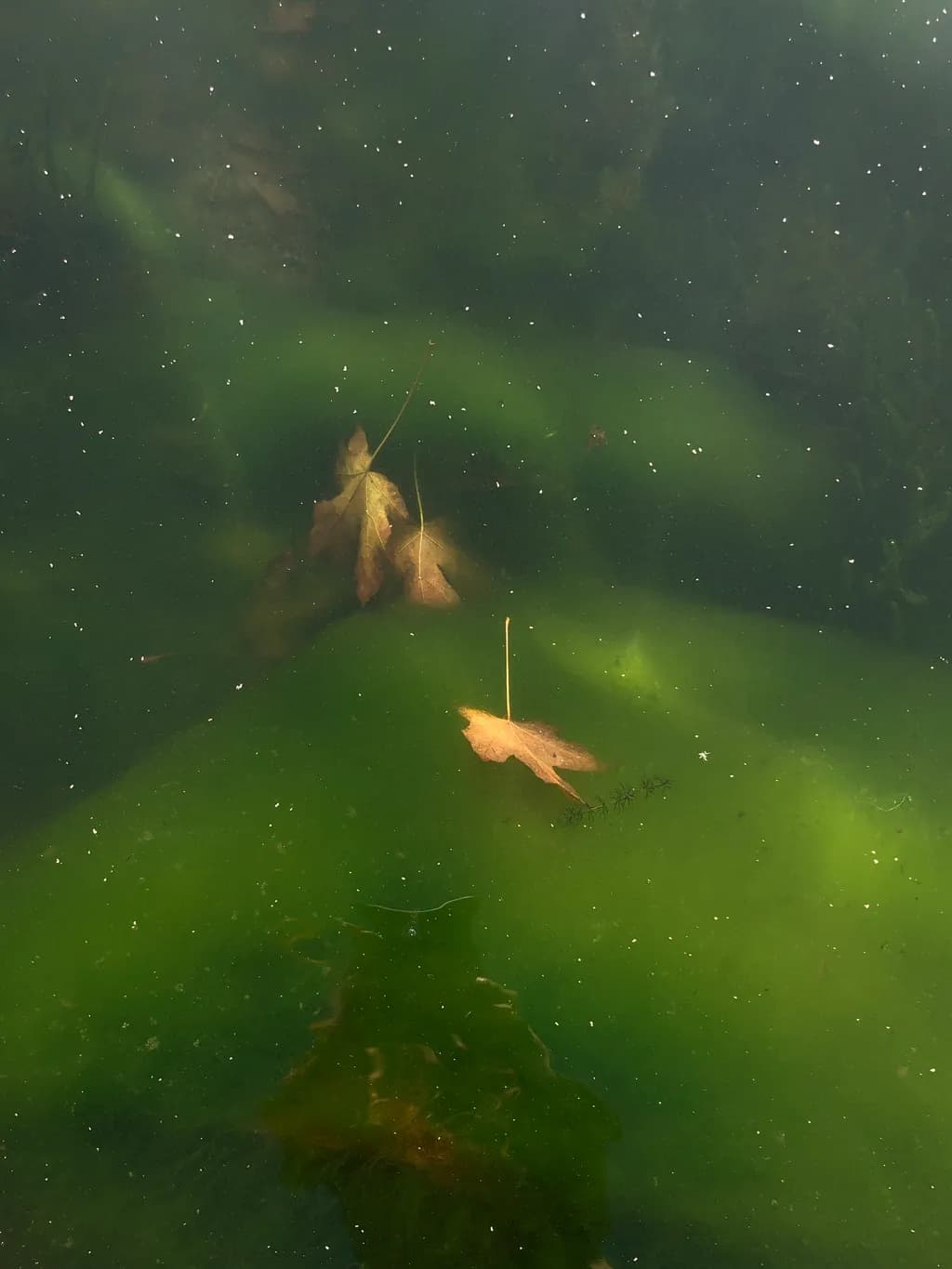 Underwater Serenity