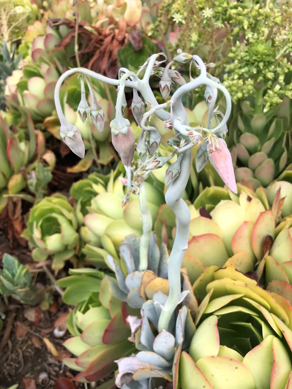 Twisted Succulent Blooms