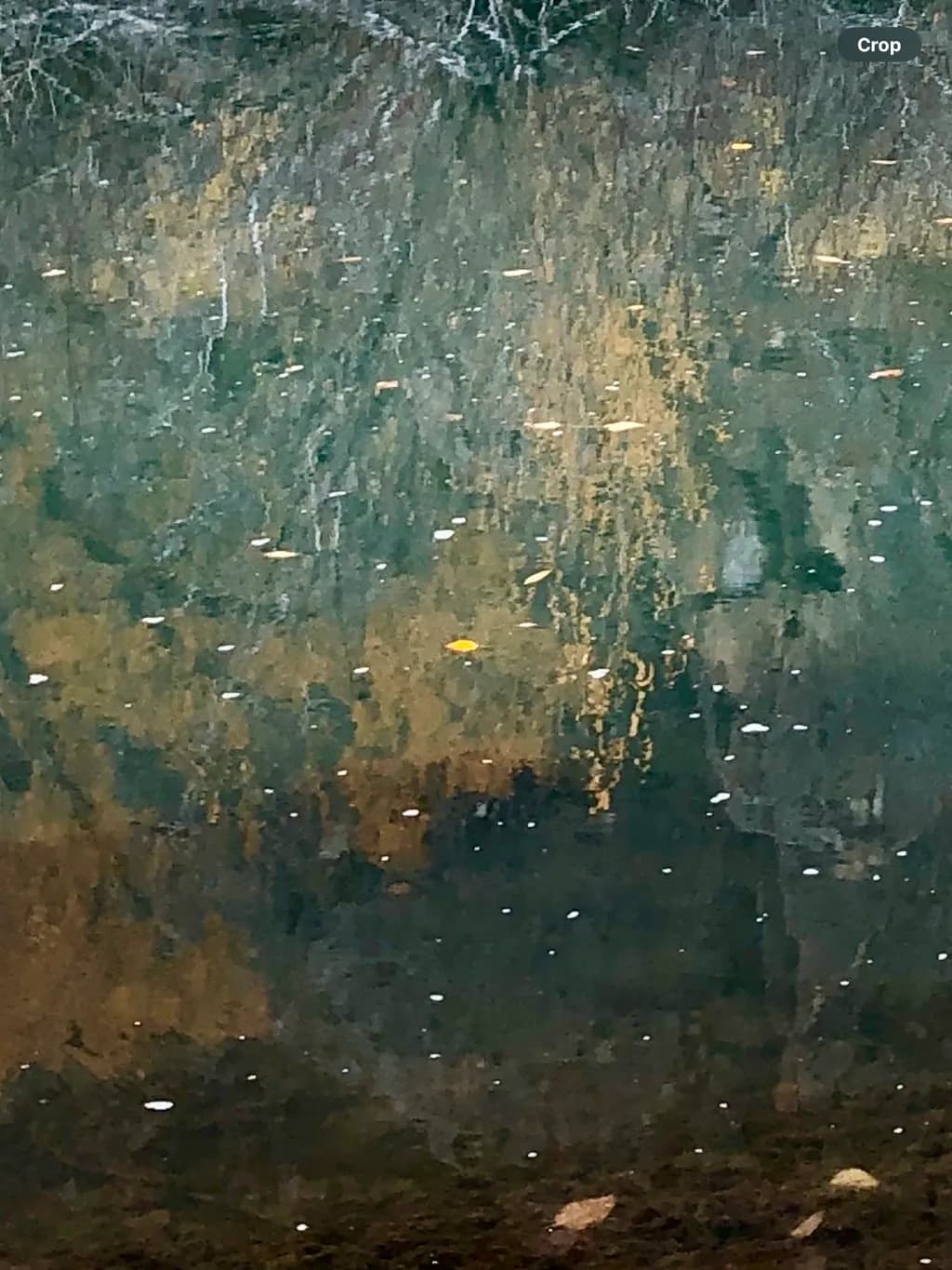Reflections in Water