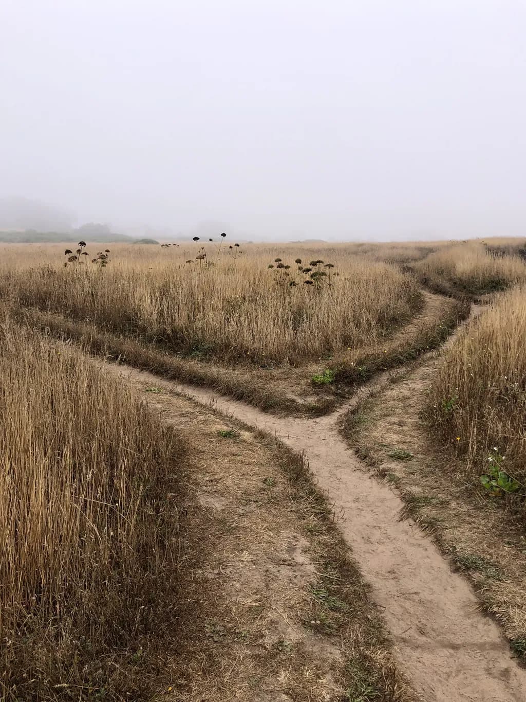 Foggy Pathways