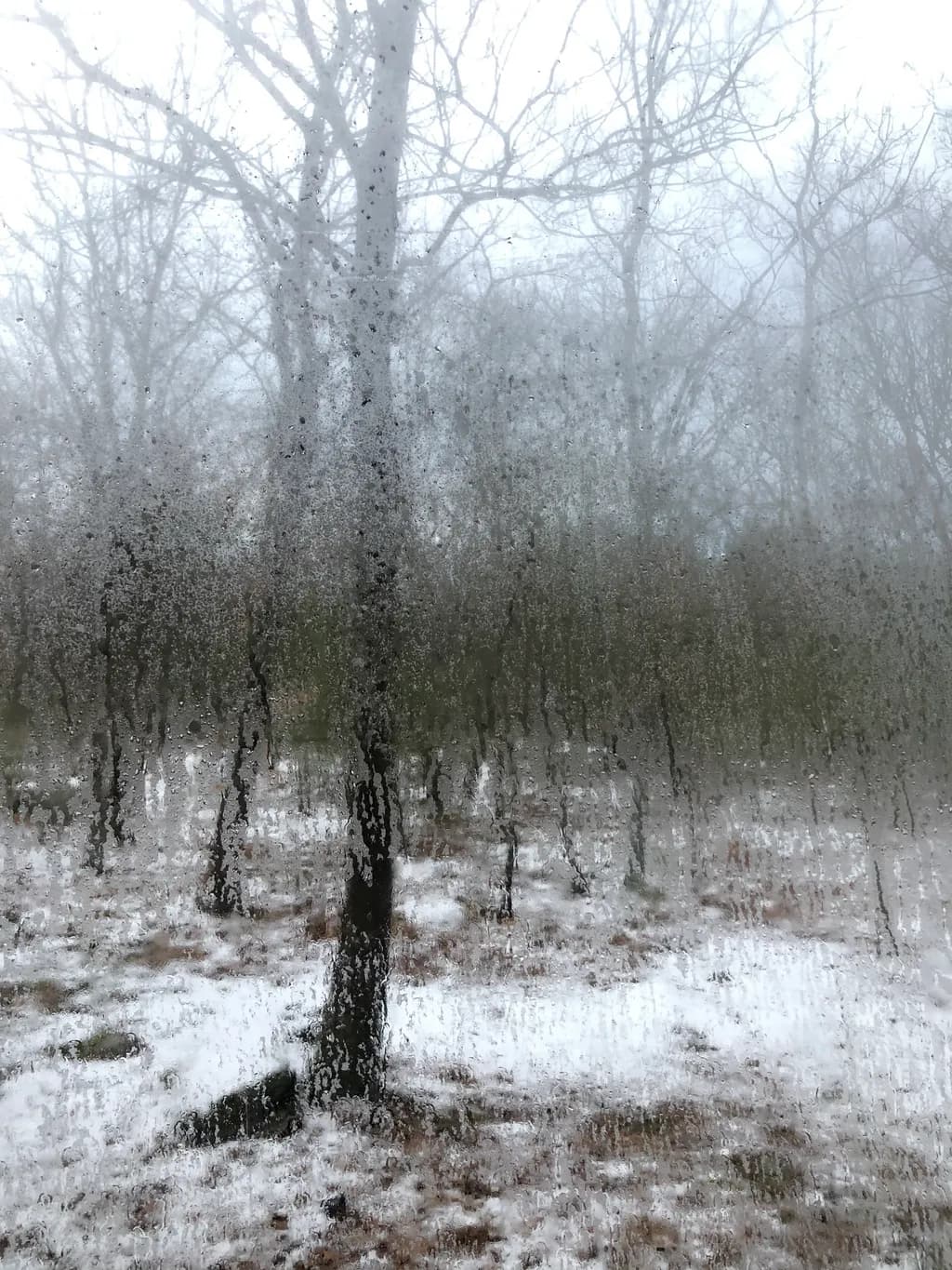 Frosted Forest View