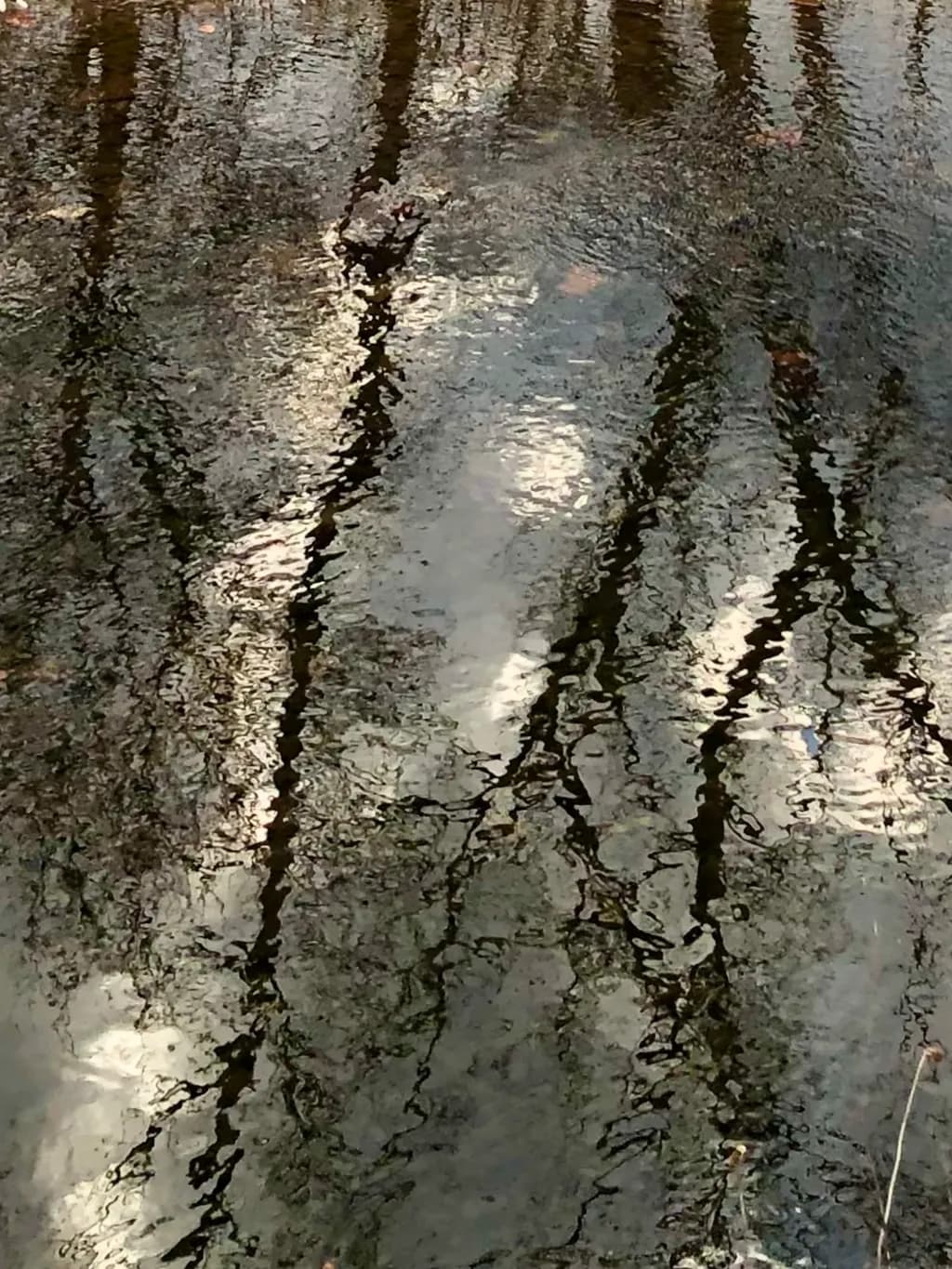 Reflections in Water