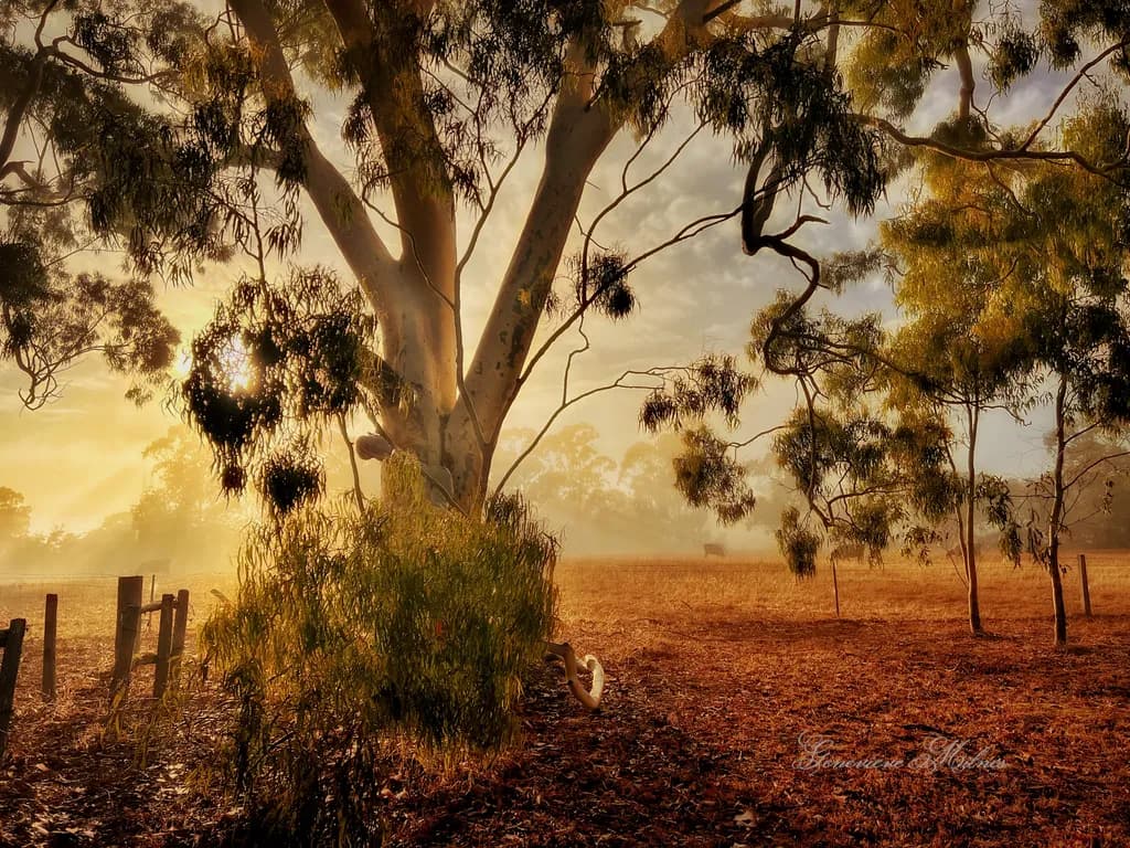 Golden Eucalyptus Glow