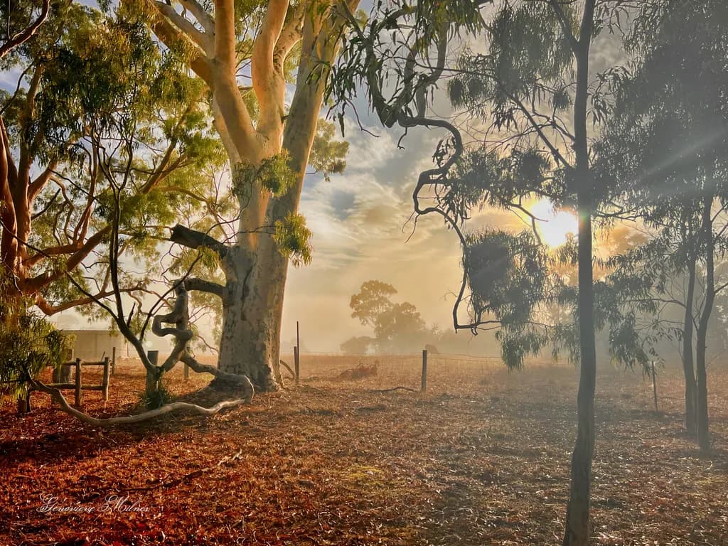 Misty Sunset Grove