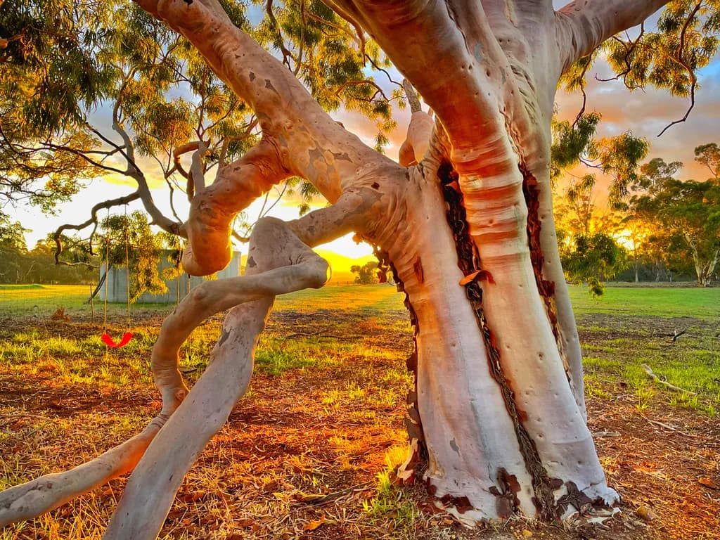 Sunset Embrace