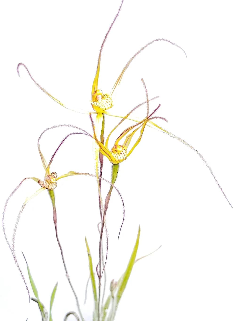 Spider Orchid