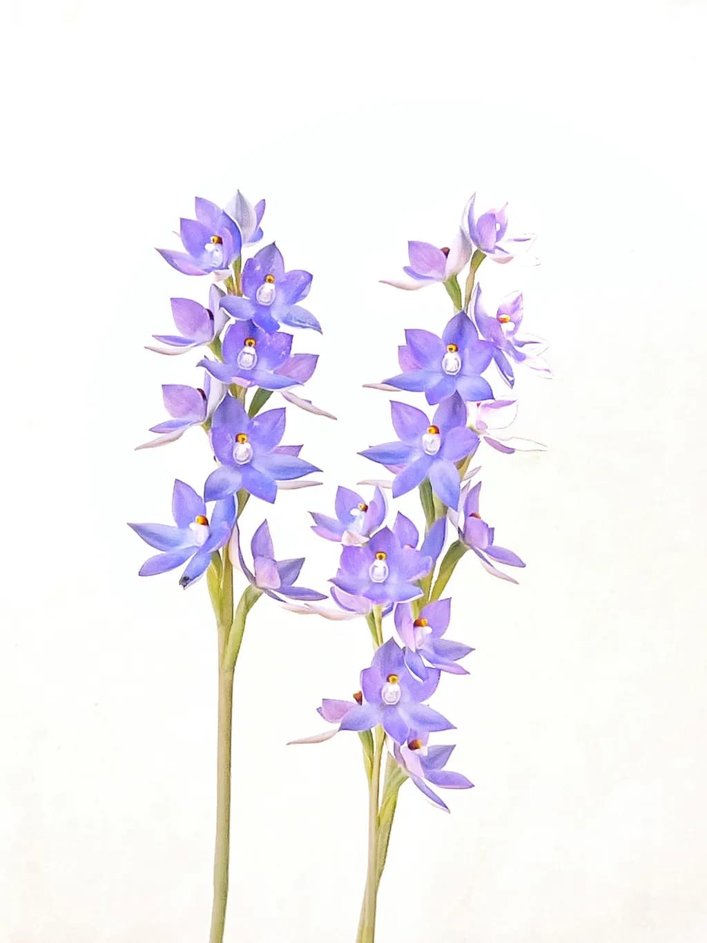 Blue Lady Orchid