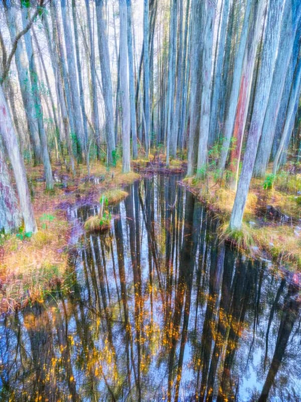 Whispers of Serenity: A Tranquil Reflection in the Forest Waters