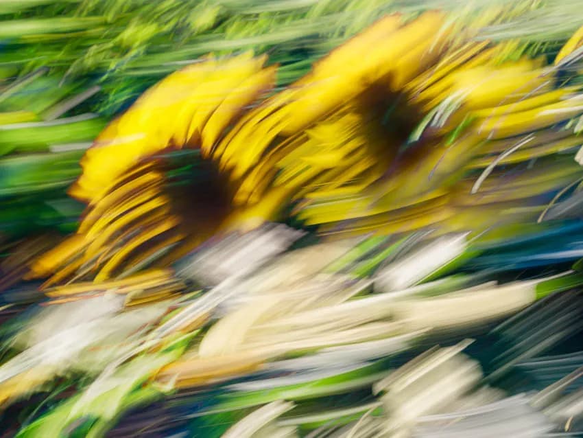 Whispers of Sunlight: A Dance of Yellow Blooms in Motion