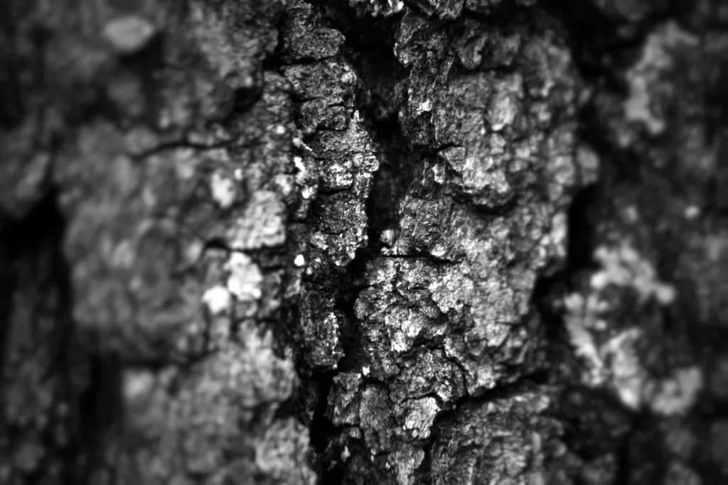 Textured Whispers: The Intricate Dance of Bark in Monochrome