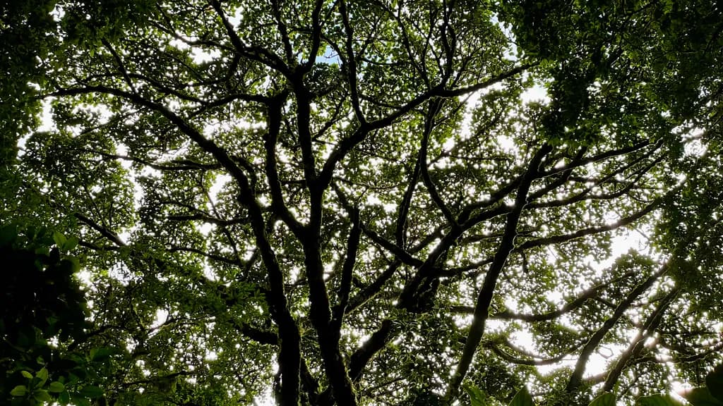 Whispers of the Canopy: A Dance of Light and Shadow Through the Trees