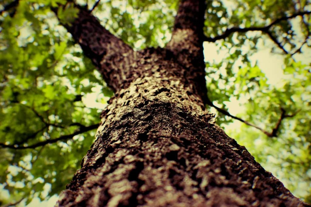 Whispers of the Canopy: A Journey Upward Through Nature's Embrace